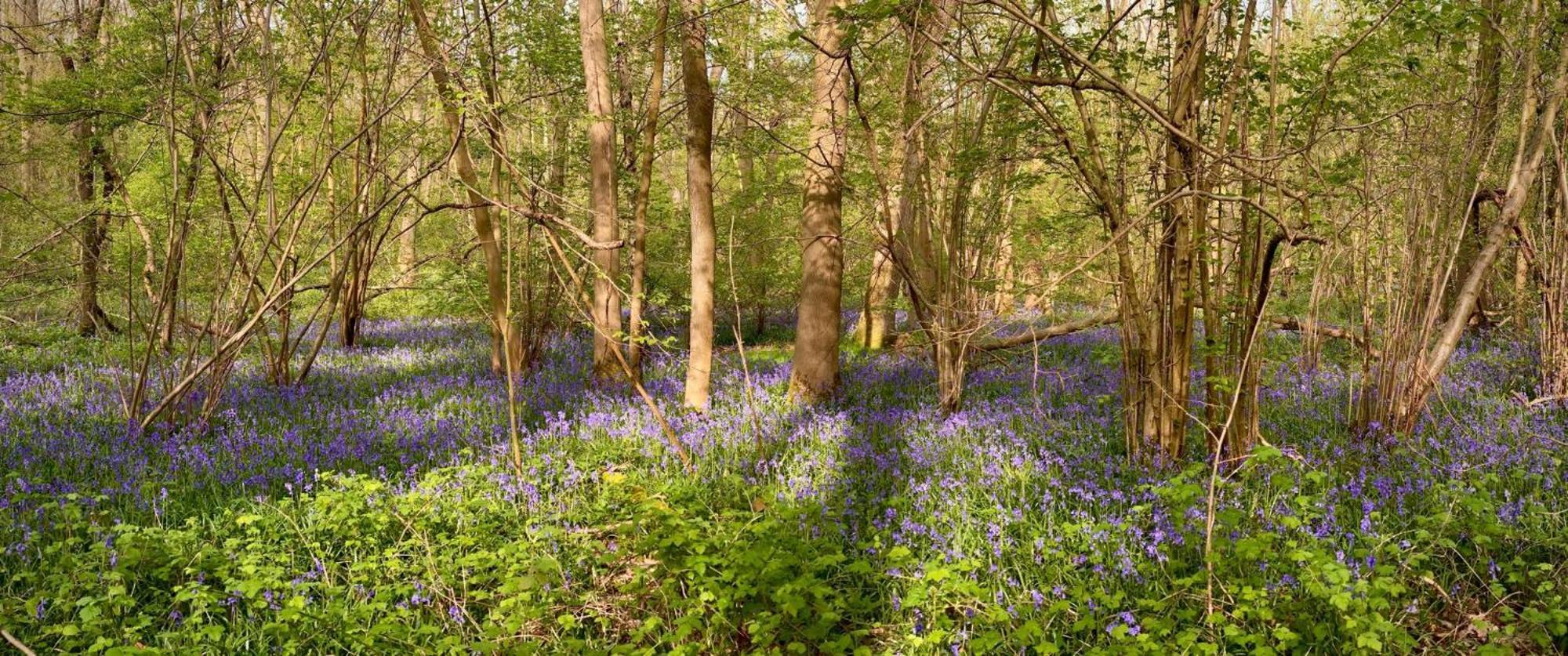 Bluebell Annexe Villa Little Grandsen Exteriör bild